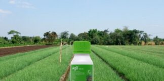 Membasmi Gulma pada Tanaman Bawang Merah dengan Herbisida Agil Membasmi gulma pada tanaman bawang merah.