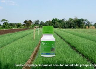 Membasmi Gulma pada Tanaman Bawang Merah dengan Herbisida Agil Membasmi gulma pada tanaman bawang merah.