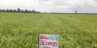 Membasmi Gulma pada Tanaman Padi dengan Herbisida Ultron Membasmi gulma pada tanaman padi.