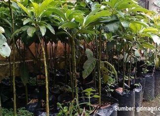 Cara Memilih Bibit Alpukat untuk Ditanam di Pekarangan Rumah Bibit alpukat untuk ditanam di pekarangan.