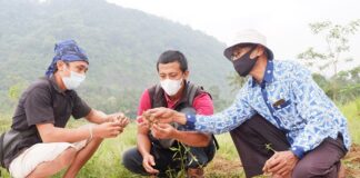 Panen Perdana Petani Jahe Merah Binaan YDBA dan PT Bintang Toedjoe Panen perdana petani jahe merah binaan YDBA dan PT Bintang Todjoe.