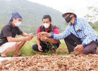 Panen Perdana Petani Jahe Merah Binaan YDBA dan PT Bintang Toedjoe Panen perdana petani jahe merah binaan YDBA dan PT Bintang Todjoe.
