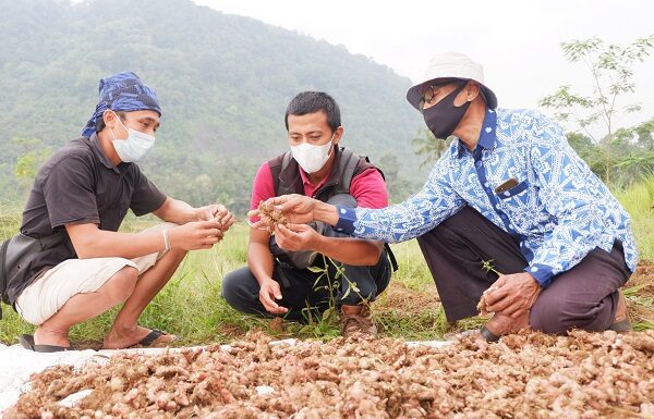 Panen Perdana Petani Jahe Merah Binaan YDBA dan PT Bintang Toedjoe Panen perdana petani jahe merah binaan YDBA dan PT Bintang Todjoe.