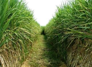 Mewujudkan Kemandirian Gula Konsumsi Melalui Kemitraan dengan Petani Mewujudkan kemandirian gula konsumsi melalui kemitraan.