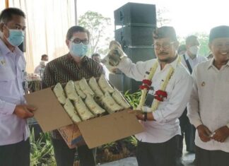 Tiga Varietas Unggul Kentang Industri Balai Penelitian Tanaman Sayuran Kentang industri varietas Medians