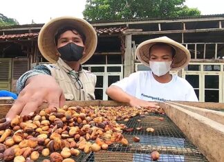 Menerangi Kopi Sang Intan Merah dan Wisata Alam Temanggung Kopi sang intan merah Temanggung