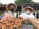 Menerangi Kopi Sang Intan Merah dan Wisata Alam Temanggung Kopi sang intan merah Temanggung