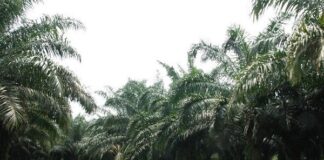 7 Bahan Bakar Nabati Berbahan Kelapa Sawit Kelapa sawit penghasil bahan bakar nabati