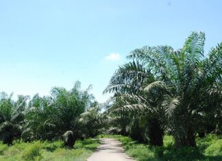 21 Persen Kebun Sawit di Kawasan Hutan Itu Baru Penunjukan PLN salurkan energi bersih melalui PLTBg berbasis POME