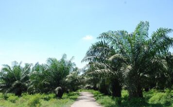 Kisah Sukses PalmCo dalam Program Peremajaan Sawit Rakyat PLN salurkan energi bersih melalui PLTBg berbasis POME