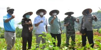Kacang Koro Pedang Dapat Menghemat Devisa Impor Kedelai Kacang koro pedang dapat menghemat devisa