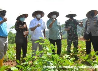 Kacang Koro Pedang Dapat Menghemat Devisa Impor Kedelai Kacang koro pedang dapat menghemat devisa