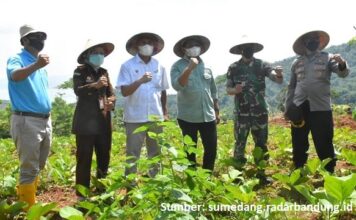 Kacang Koro Pedang Dapat Menghemat Devisa Impor Kedelai Kacang koro pedang dapat menghemat devisa