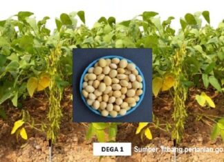 Pemerintah Perlu Mendorong Segmentasi Produksi Kedelai Kedelai lokal bagus untuk pembuatan tahu