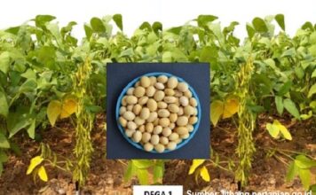 Pemerintah Perlu Mendorong Segmentasi Produksi Kedelai Kedelai lokal bagus untuk pembuatan tahu
