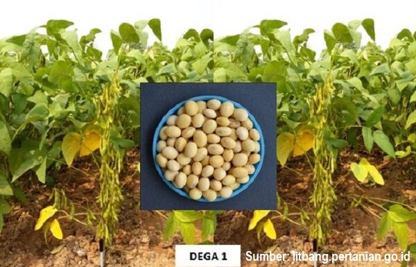 Pemerintah Perlu Mendorong Segmentasi Produksi Kedelai Kedelai lokal bagus untuk pembuatan tahu