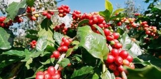 Indonesia Sukses Mendidik Indonesia sukses mendidik di bidang pertanian