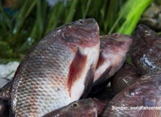 Daur Hidup Ikan Nila dan Kandungan Nutrisinya daur hidup ikan nila