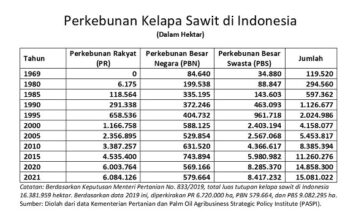 Perkembangan Perkebunan Sawit Rakyat, Negara, dan Swasta perkembangan perkebunan sawit di Indonesia