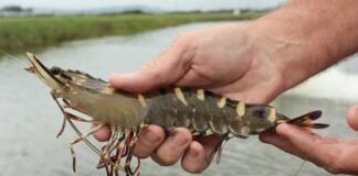 Siklus Hidup Udang Windu Budidaya siklus hidup udang windu