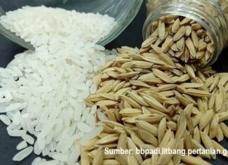 Inpari IR Nutri Zinc dan Inpago 13 Fortiz Bisa Mencegah Stunting mencegah stunting pada anak