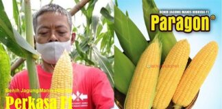 5 Benih Jagung Manis Hibrida Terbaik Kegemaran Petani benih jagung manis hibrida terbaik