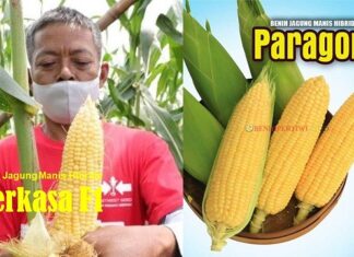 5 Benih Jagung Manis Hibrida Terbaik Kegemaran Petani benih jagung manis hibrida terbaik