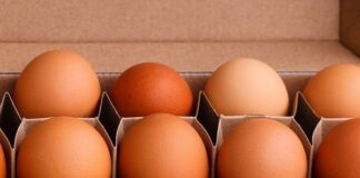 Keunggulan Mengonsumsi Telur Ayam Omega 3 mengonsumsi telur ayam omega 3