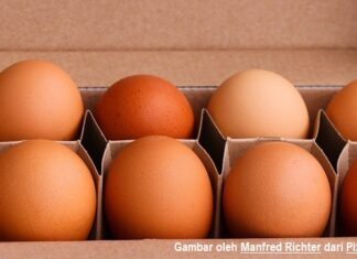 Keunggulan Mengonsumsi Telur Ayam Omega 3 mengonsumsi telur ayam omega 3