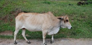 Peternak Mendesak Pemerintah Menetapkan Status KLB atas Wabah PMK wabah PMK