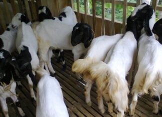 11 Manfaat Minum Susu Kambing Etawa Setiap Hari manfaat minum susu kambing etawa