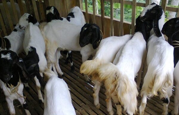 11 Manfaat Minum Susu Kambing Etawa Setiap Hari manfaat minum susu kambing etawa