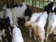 11 Manfaat Minum Susu Kambing Etawa Setiap Hari manfaat minum susu kambing etawa
