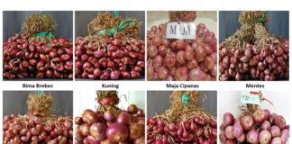 20 Varietas Bawang Merah yang Biasa Ditanam Petani