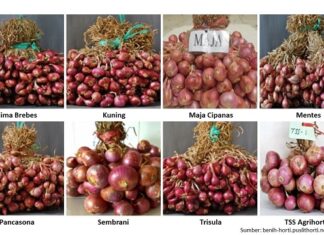 20 Varietas Bawang Merah yang Biasa Ditanam Petani