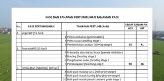 3 Fase dan 11 Tahapan Pertumbuhan Tanaman Padi fase vegetatif, reproduktif, dan pemasakan padi