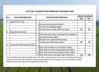 3 Fase dan 11 Tahapan Pertumbuhan Tanaman Padi fase vegetatif, reproduktif, dan pemasakan padi