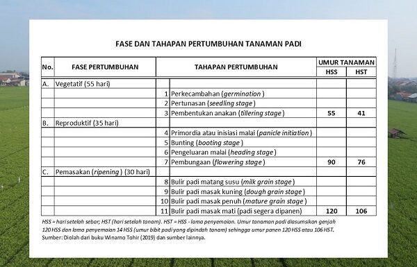 3 Fase dan 11 Tahapan Pertumbuhan Tanaman Padi fase vegetatif, reproduktif, dan pemasakan padi