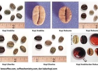 4 Spesies Kopi Komersial di Dunia untuk Minuman kopi arabika, robusta, liberika, dan ekselsa