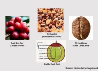 Mengenal Anatomi Buah Kopi