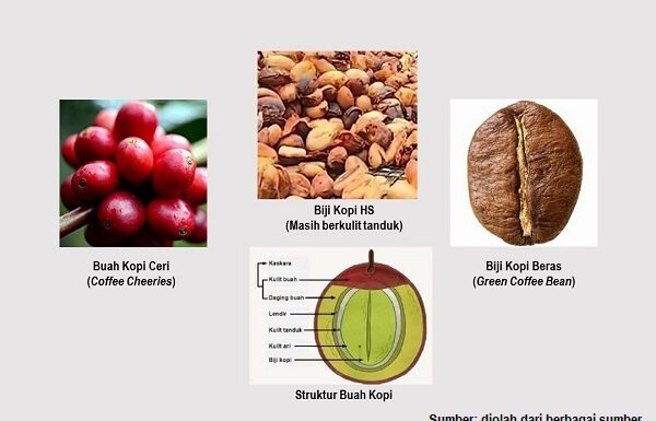 Mengenal Anatomi Buah Kopi