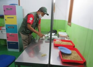 Mutu Gabah Sangat Menentukan Rendemen Beras Pecah Kulit pemeriksaan mutu gabah di penggilingan padi