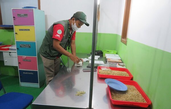 Mutu Gabah Sangat Menentukan Rendemen Beras Pecah Kulit pemeriksaan mutu gabah di penggilingan padi
