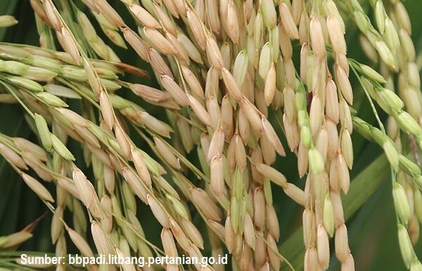 5 Varietas Padi yang Laris Manis di Cilacap Jawa Tengah Varietas padi Inpari 32 digemari penggilingan