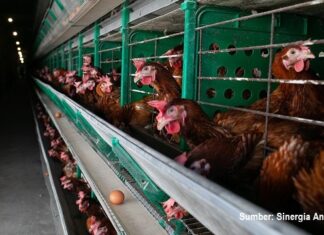 5 Fase Penting Pemeliharaan Ayam Petelur Modern pemeliharaan ayam petelur modern