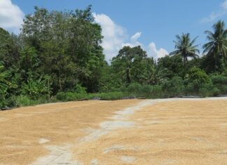 Peraturan Terbaru Harga Gabah dan Beras Tahun 2023 peraturan terbaru harga gabah dan beras