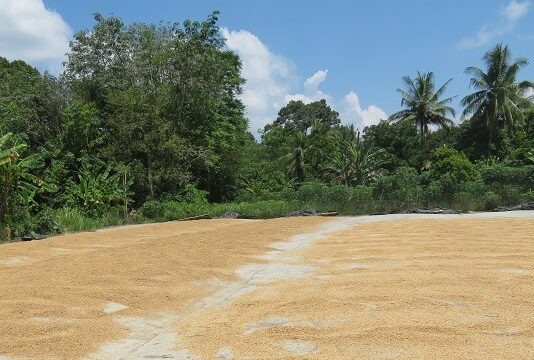 Peraturan Terbaru Harga Gabah dan Beras Tahun 2023 peraturan terbaru harga gabah dan beras