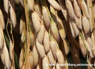 22 Varietas Padi Unggul Toleran Kekeringan Antisipasi El Nino Varietas padi unggul toleran kekeringan