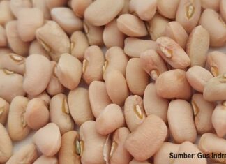 Semangat DSA Insan Madani Malang Membantu Ekspor Biji Kacang Tunggak biji kacang tunggak DSA Insan Madani Malang