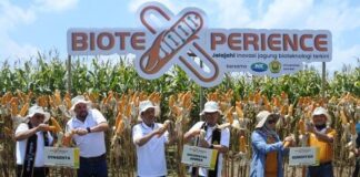 Menanam Jagung Hibrida Bioteknologi Syngenta Meningkatkan Produktivitas 10% jagung hibrida bioteknologi Syngenta berkeunggulan ganda